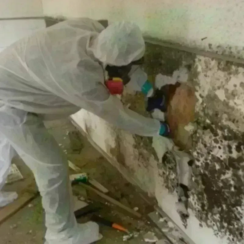 Mold Remediation and Removal in Forest Hill, TX